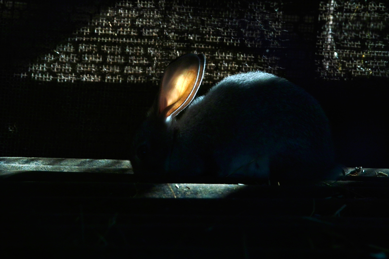 Слънчевото зайче хрупа светлина с ушите си.