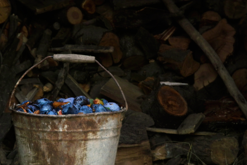 Червясалите сливи отдават сочната си плът първо на мухите