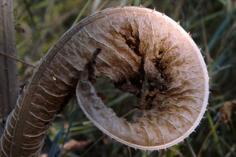 Магарешкия бодил завива листата си, за да покаже че е пръв по красота в полето