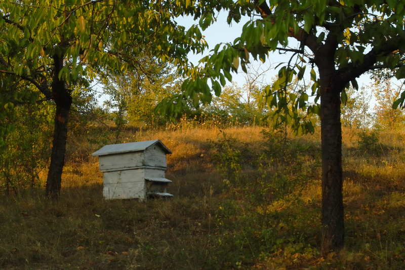 Пчелите жужат мед.