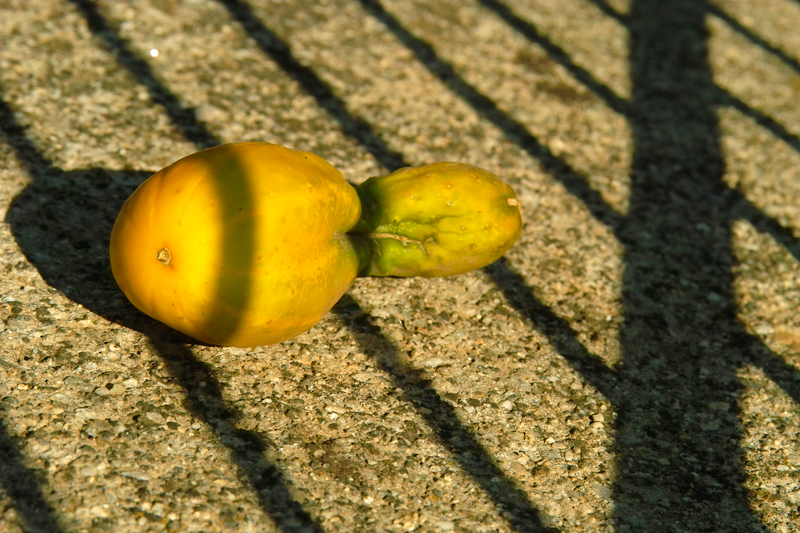 Слънцето дъвче забравената на дувара краставица.