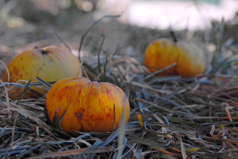 Изпопздалите ябълки чакат да бъдат събрани от земята