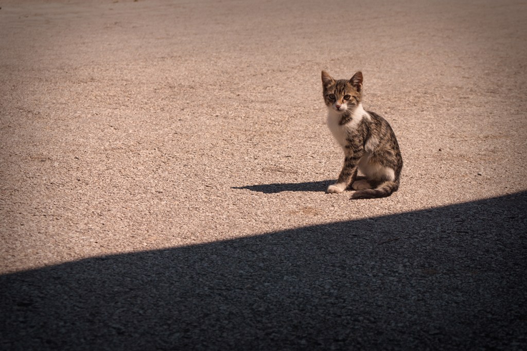 Котките веднага надушват чужденеца в нас и ни се лепват.